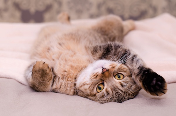 cat lying on it's back stretching