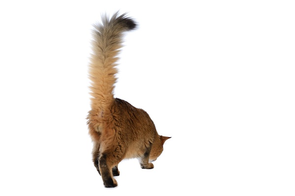 cat with tail up