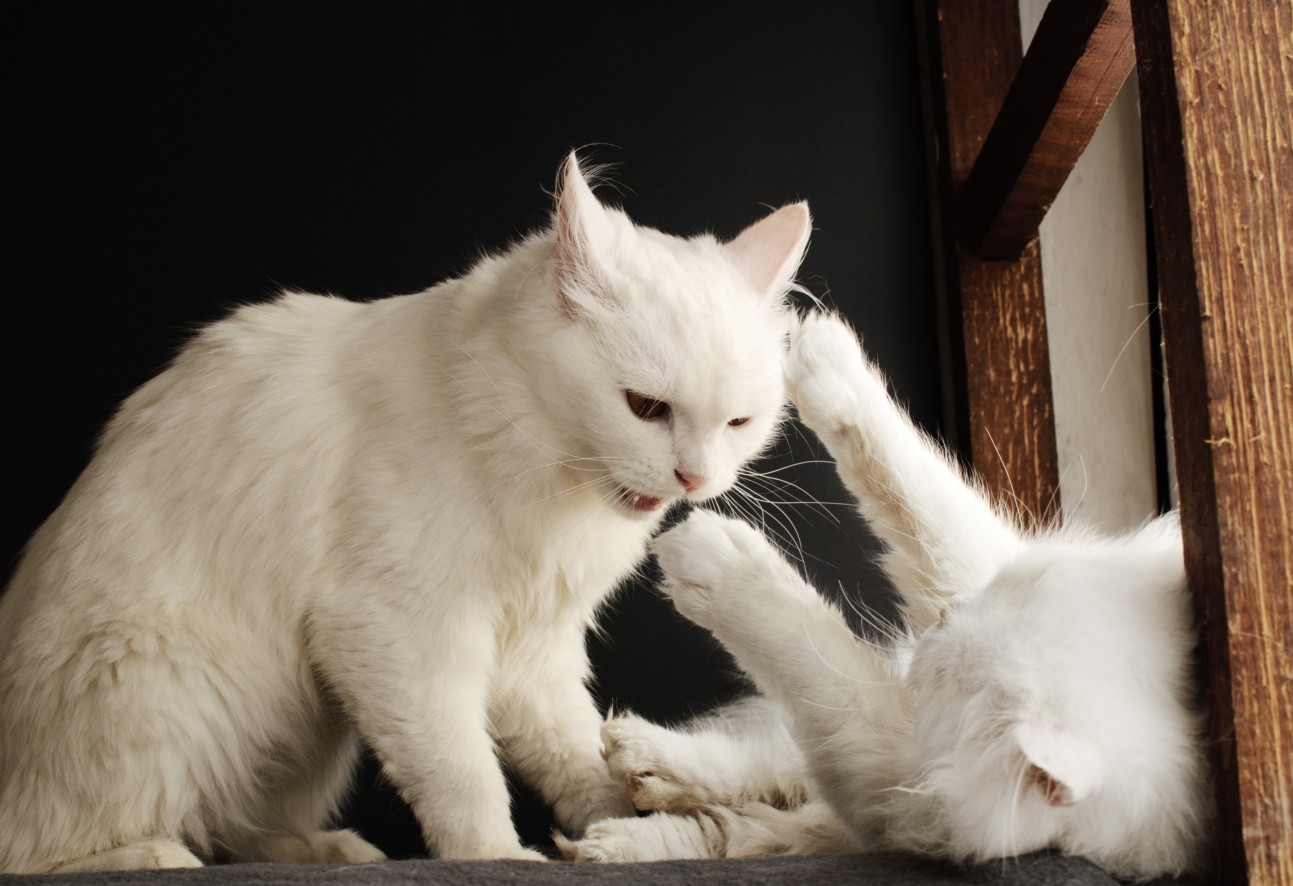White cat showing dominance over another cat