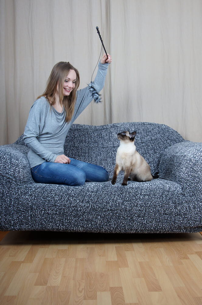 cat playing with the cat sitter