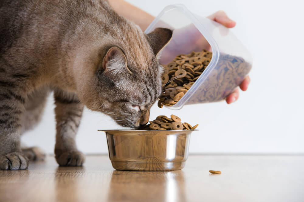 cat eating from bowl with kibble food