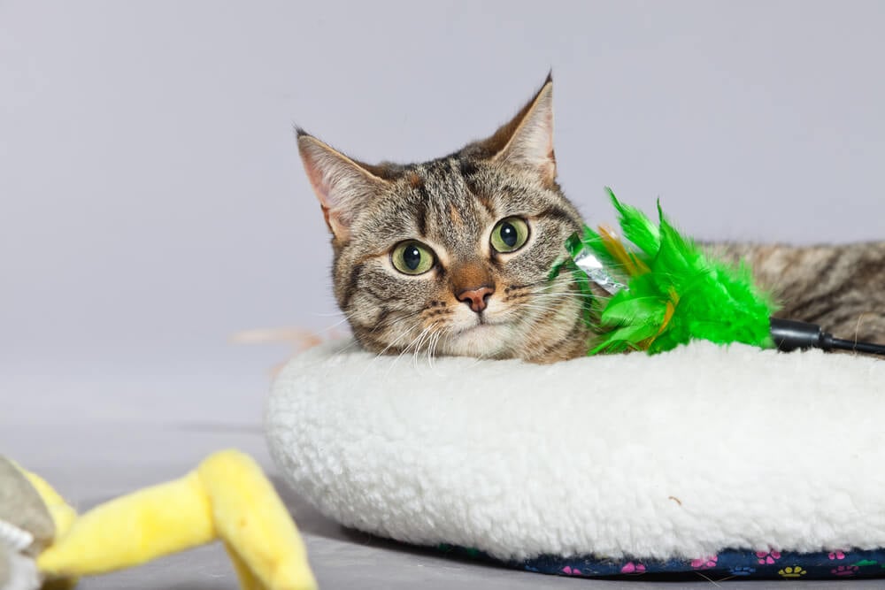 cat relaxing on bed with feather toy