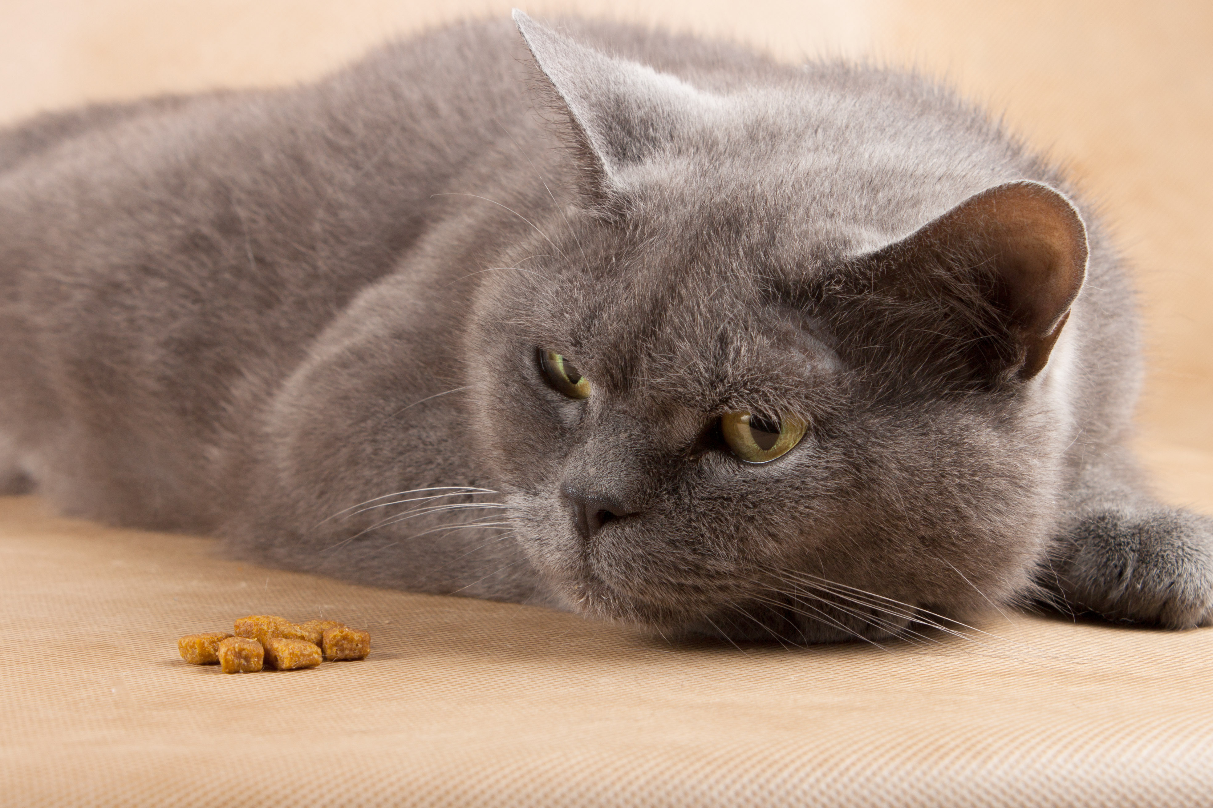 Sad cat looks at some food