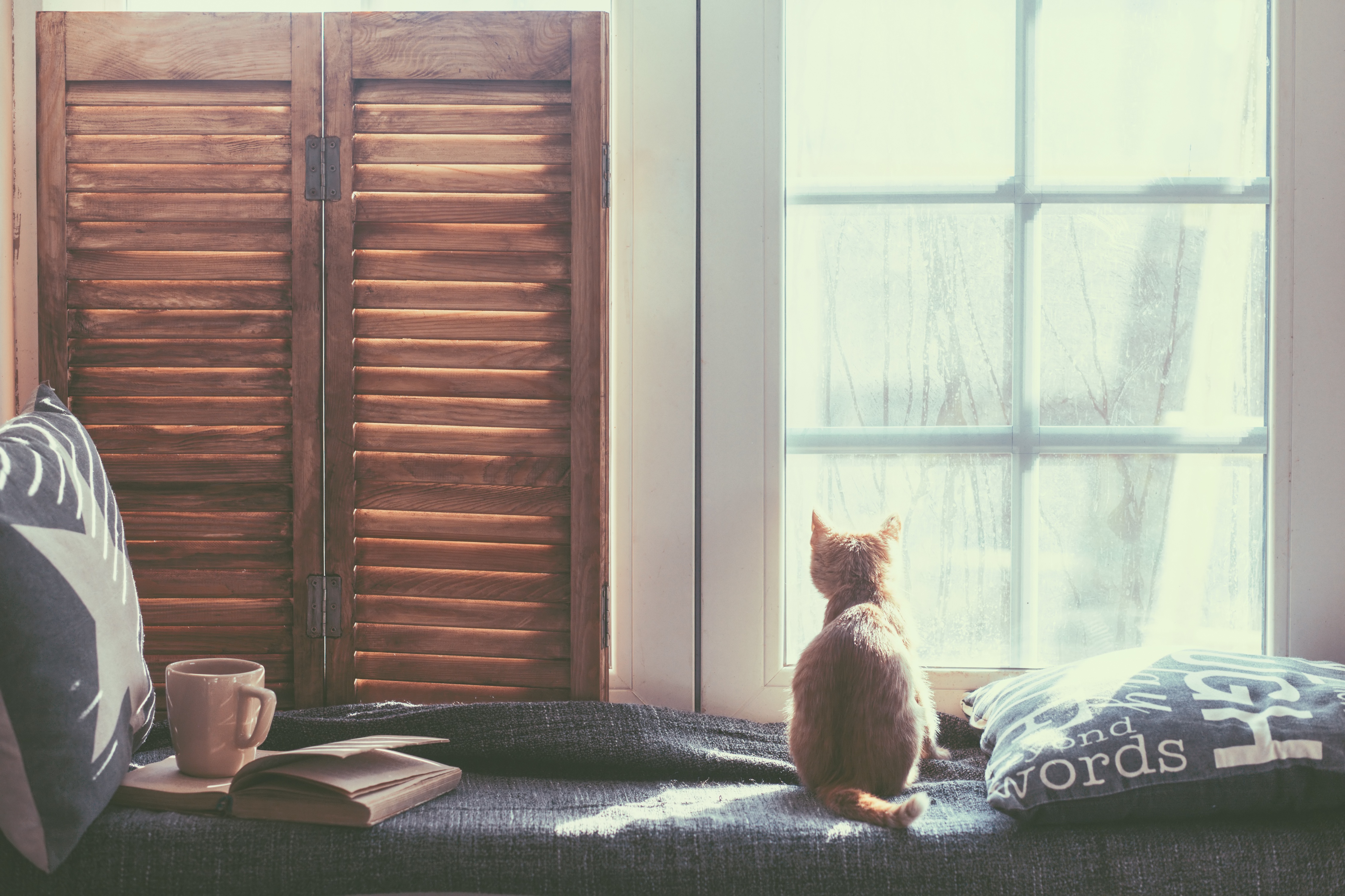 Small ginger cat looks out the window