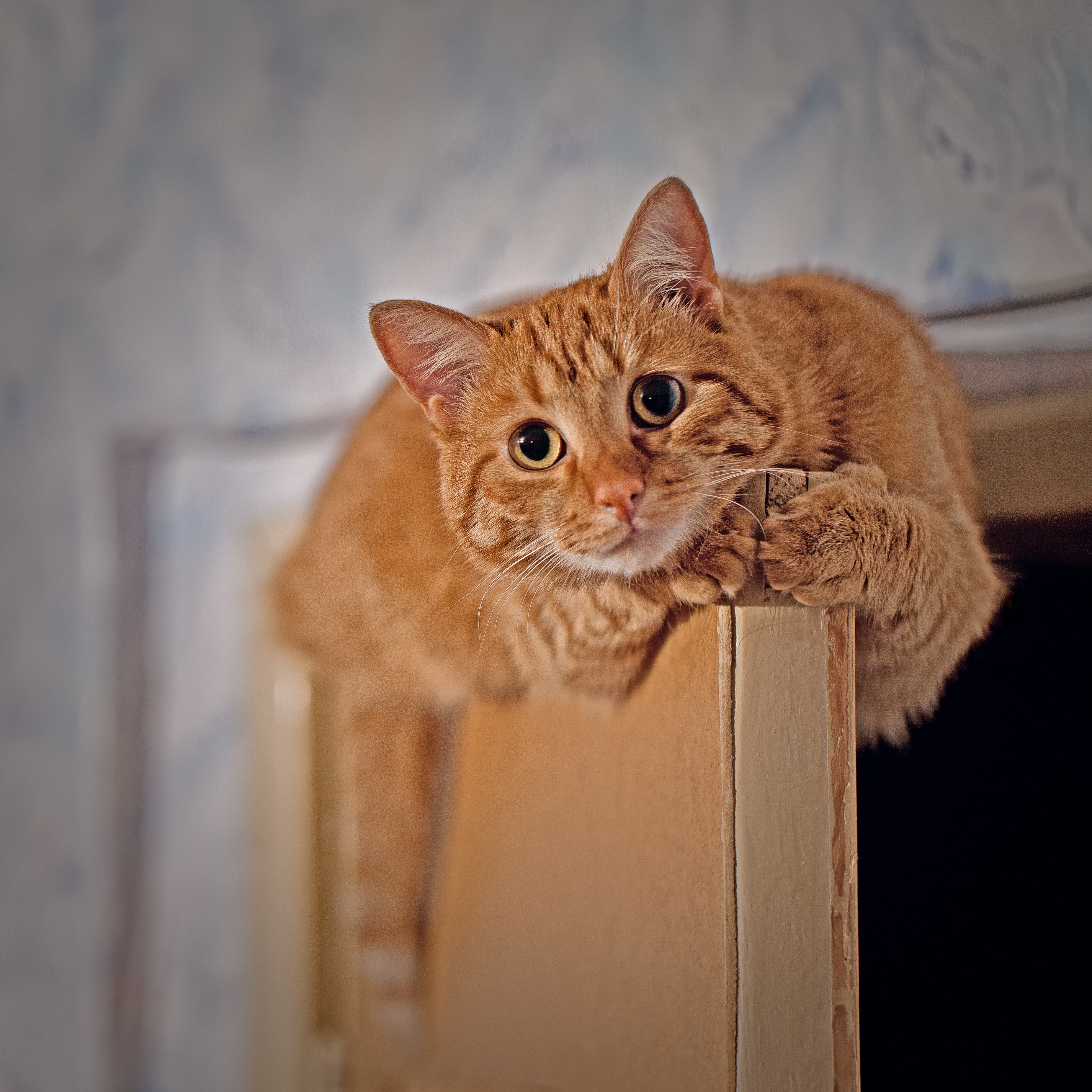 Ginger cat on top of door