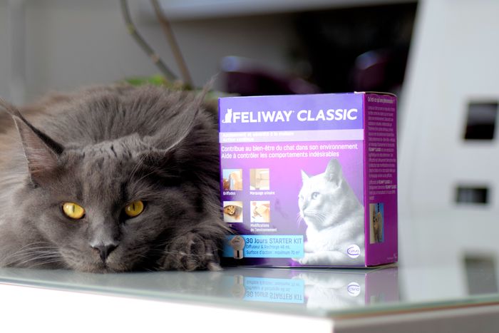 feliway kit