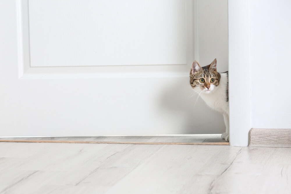 cat peering around door