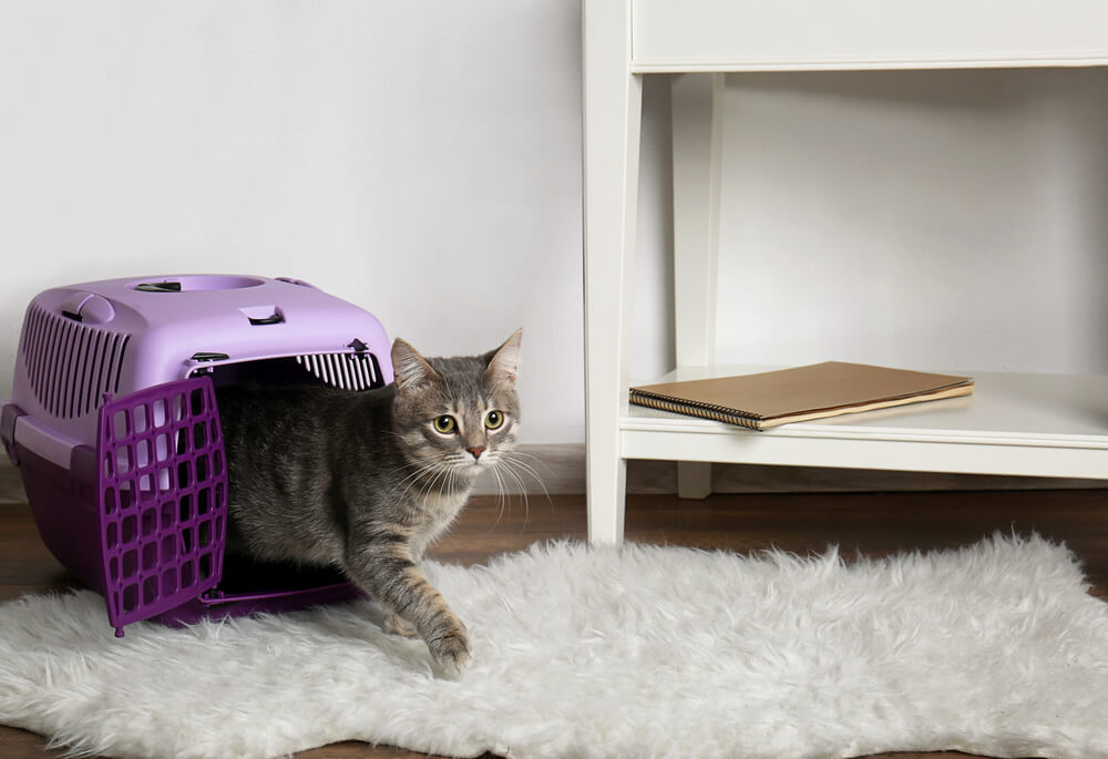 cat in carrier box