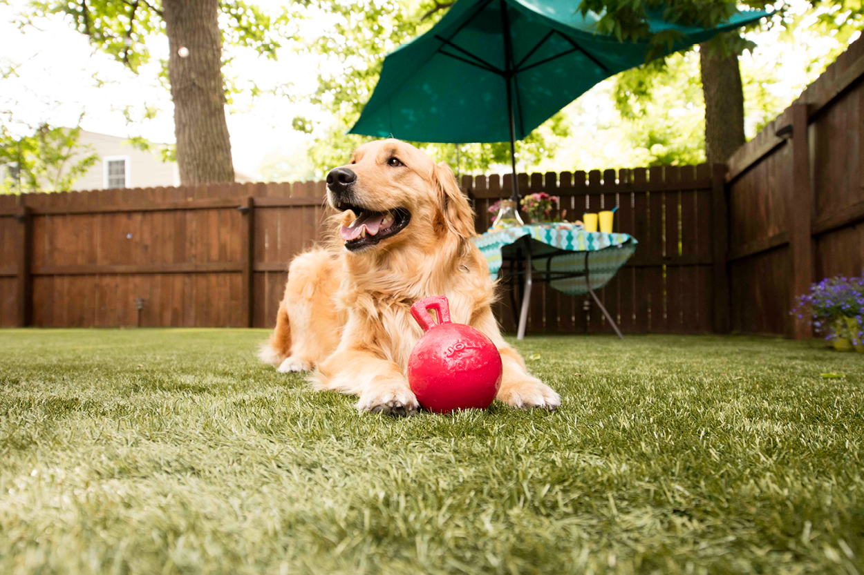 dog urine yard odor neutralizer