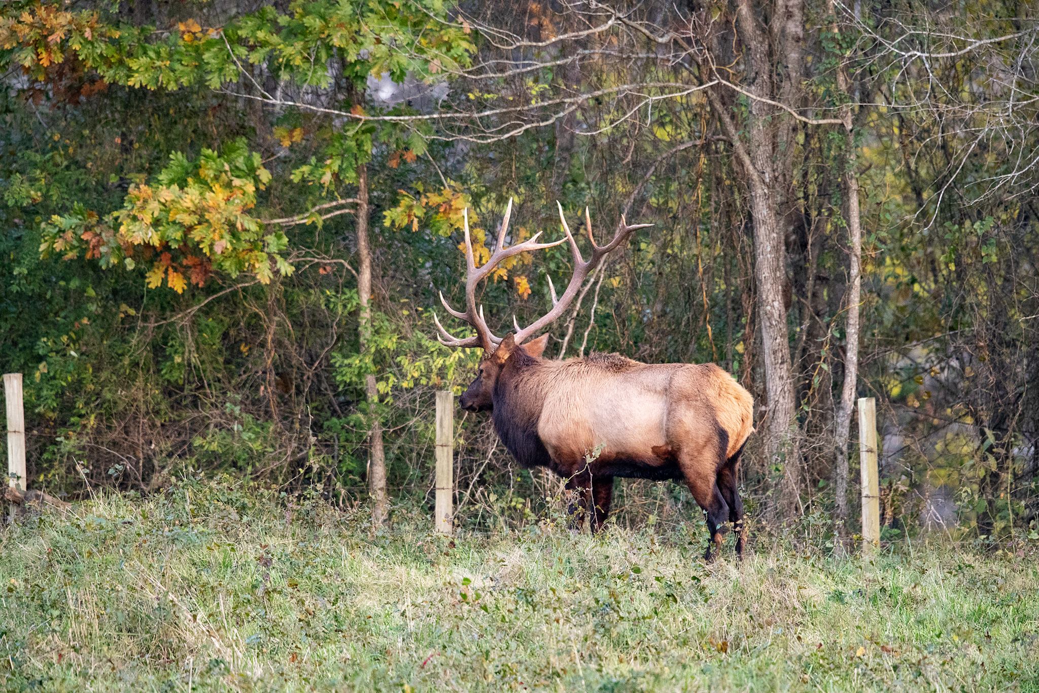 AK Elk