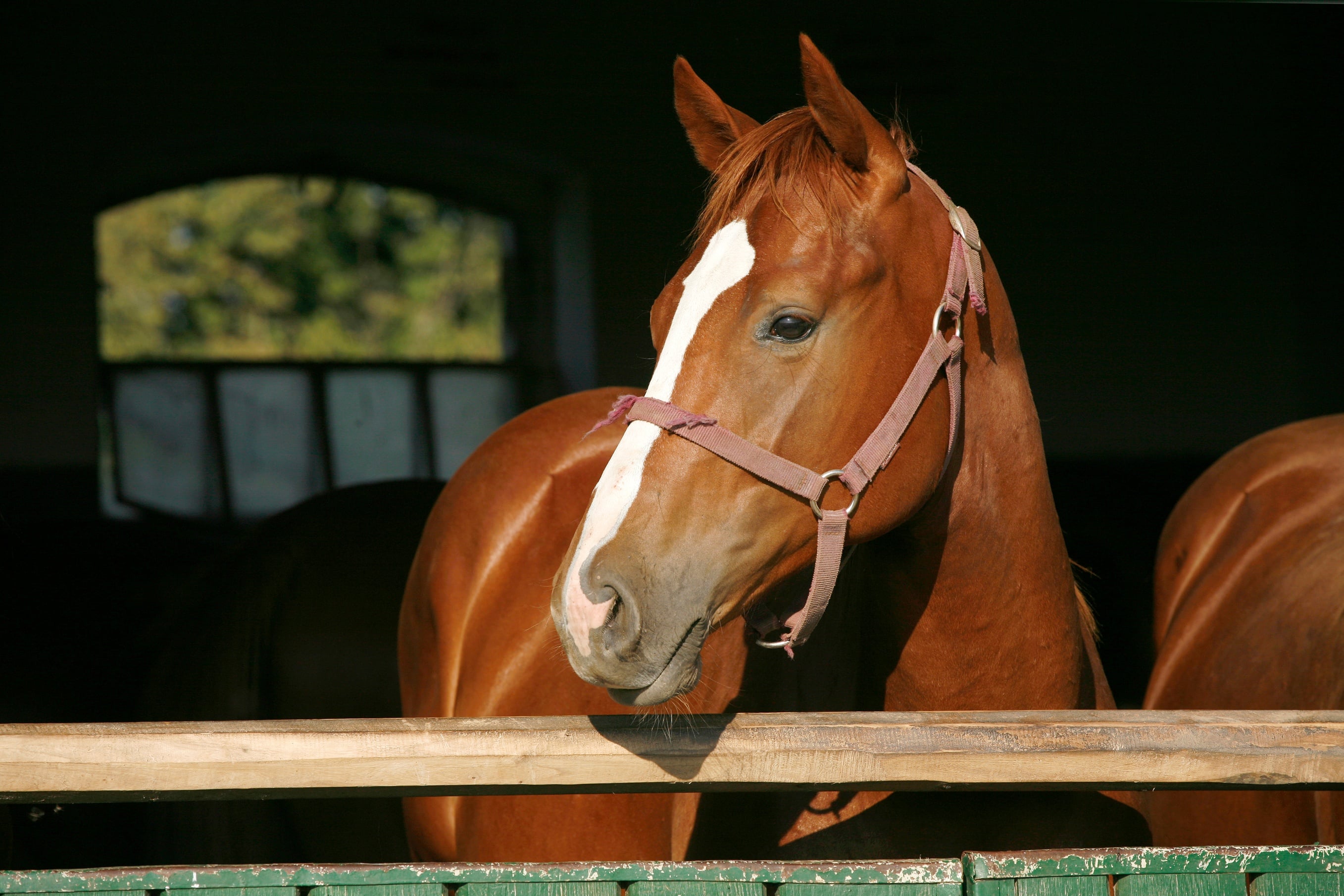 Can Horseback Riding Help Children with Autism?