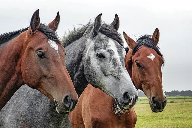 horses-special-interest.jpg horses-1414889_640.jpg