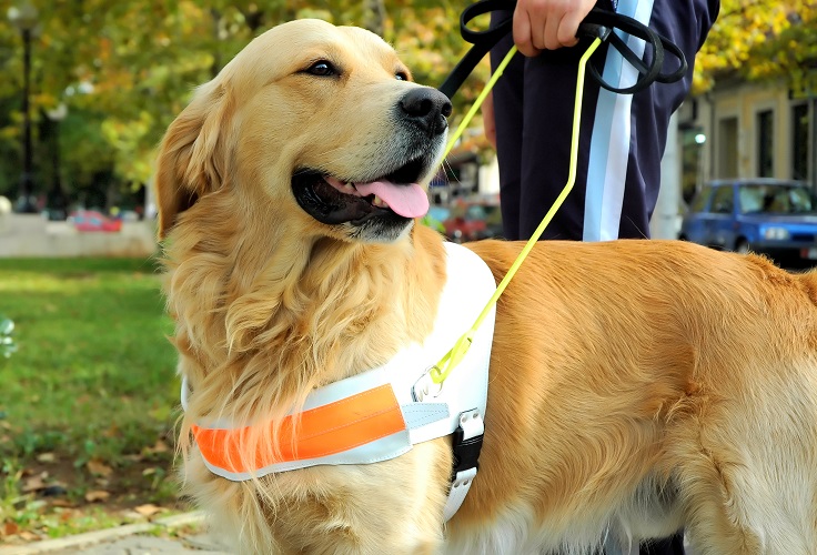 golden retriever guide dog
