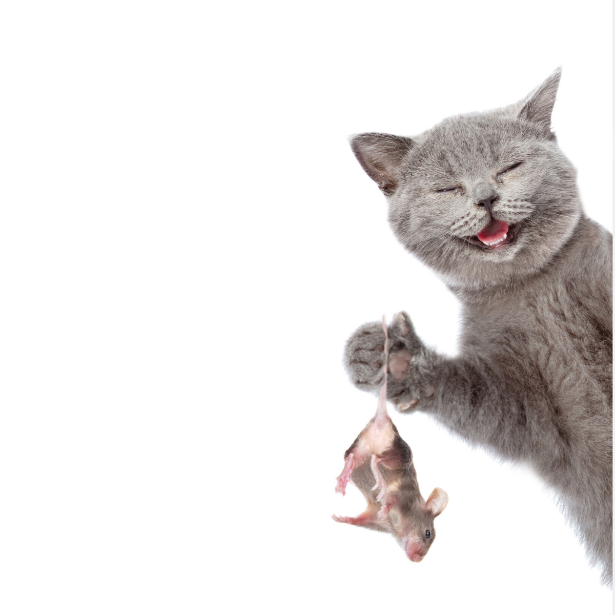 cat and the mouse chase.