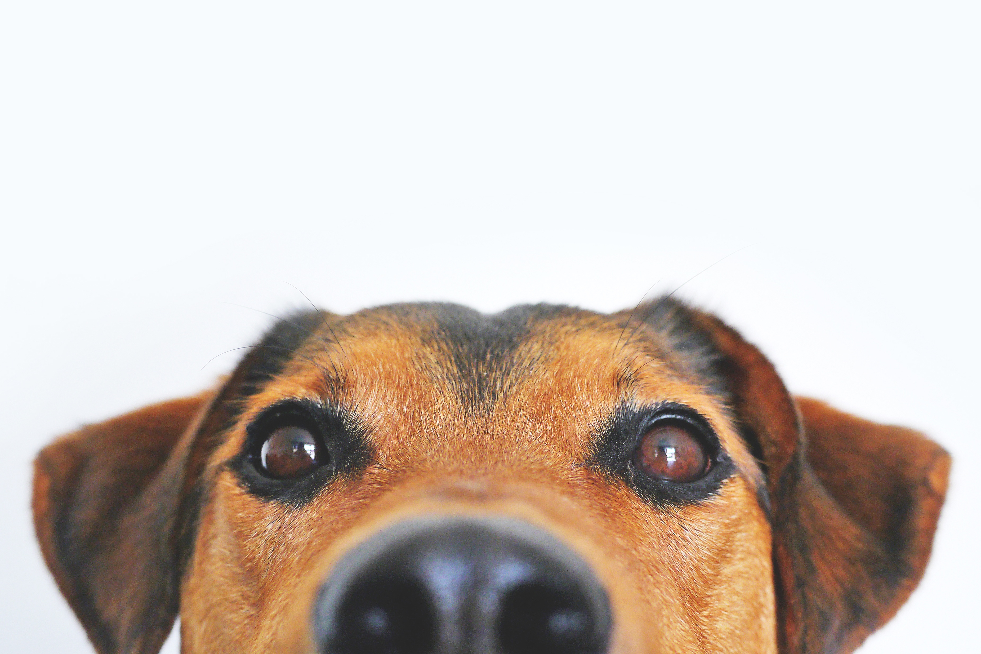 One Bite Free Myths Facts About New Jersey Dog Bites