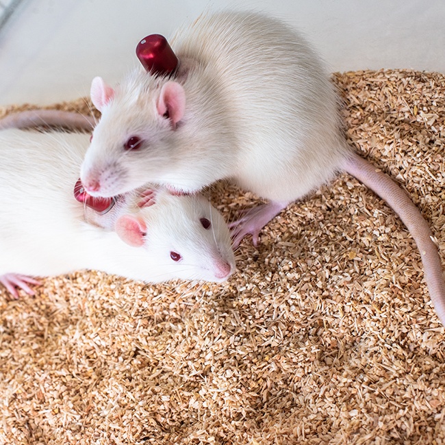 group housed catheterized rats