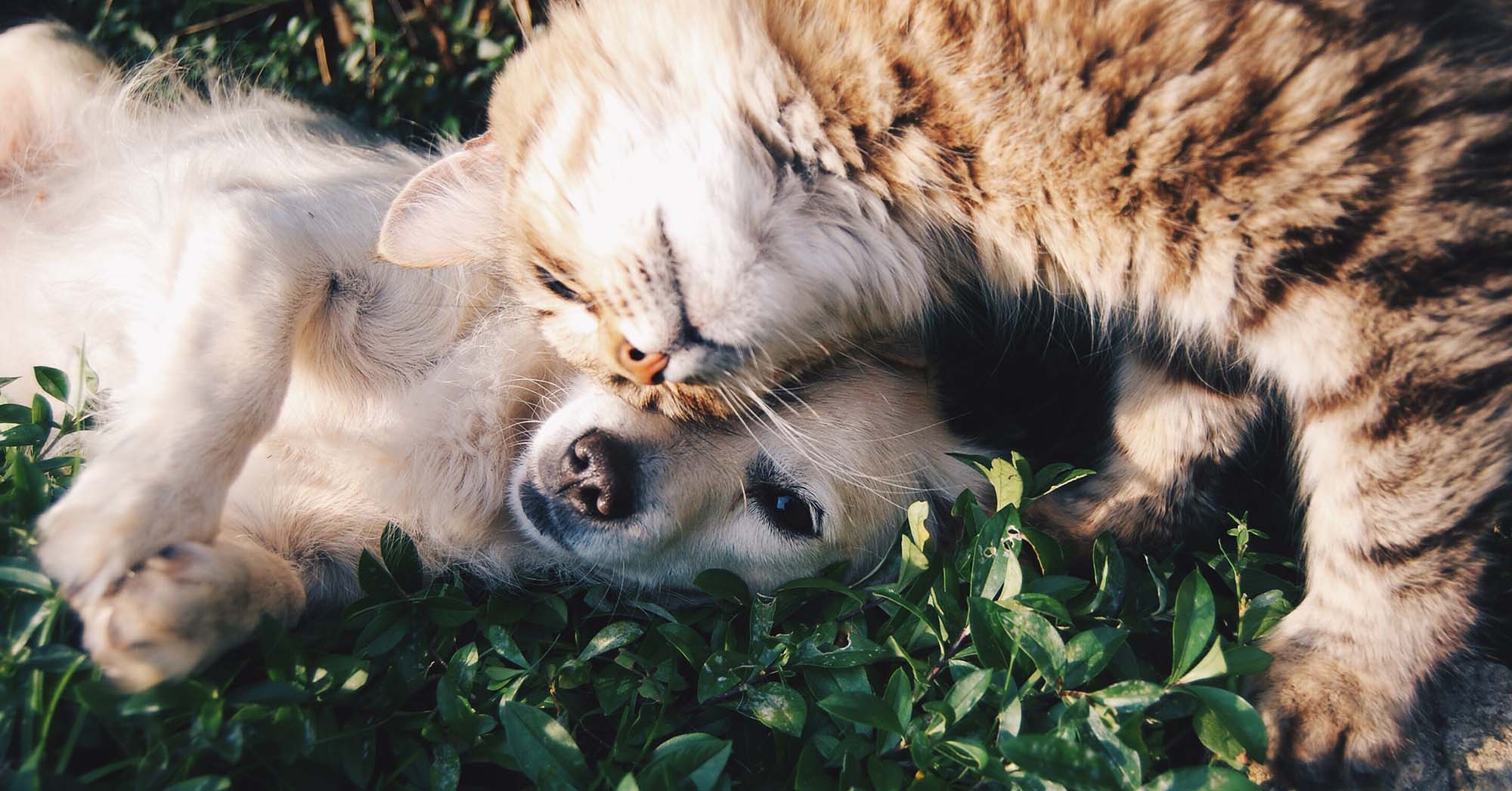 Lack of Pet Care Shouldn’t Prevent Your Medical Treatment