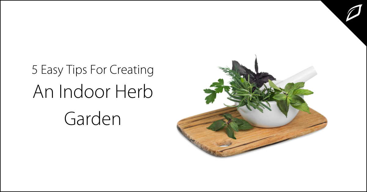 5 Easy Tips For Creating An Indoor Herb Garden