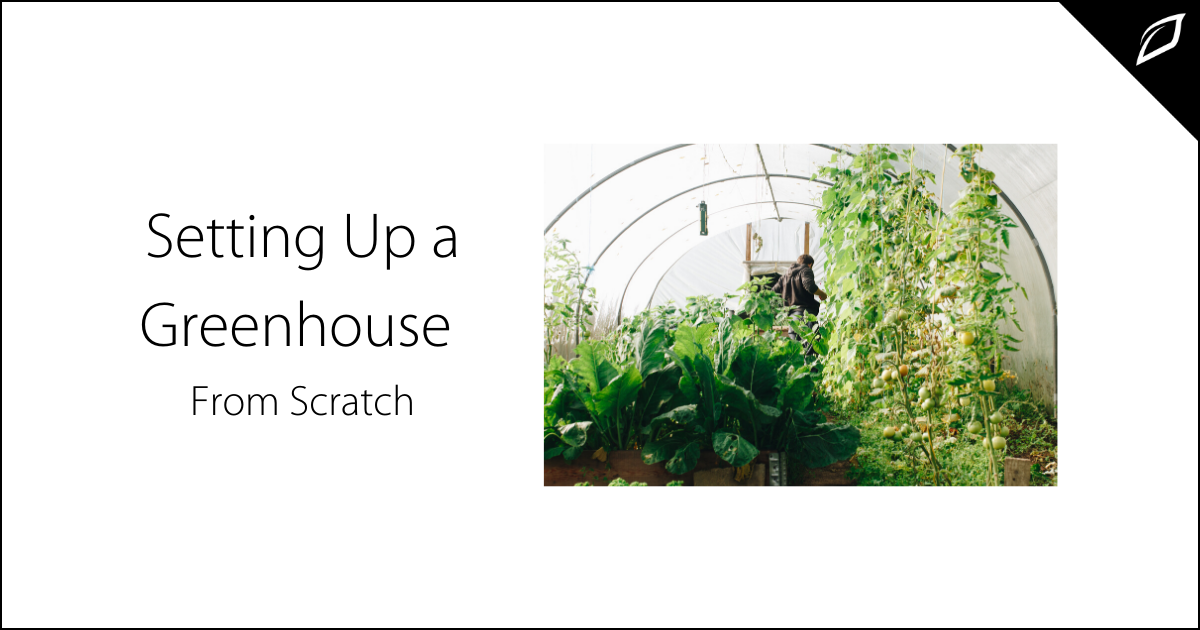 Setting Up a Greenhouse From Scratch