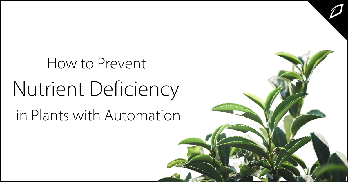 How to Prevent Nutrient Deficiency in Plants with Automation | Growlink