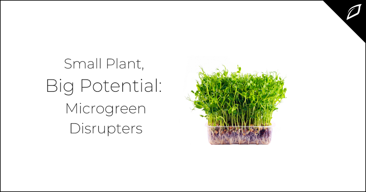 Small Plant, Big Potential: Microgreen Disrupters | Growlink