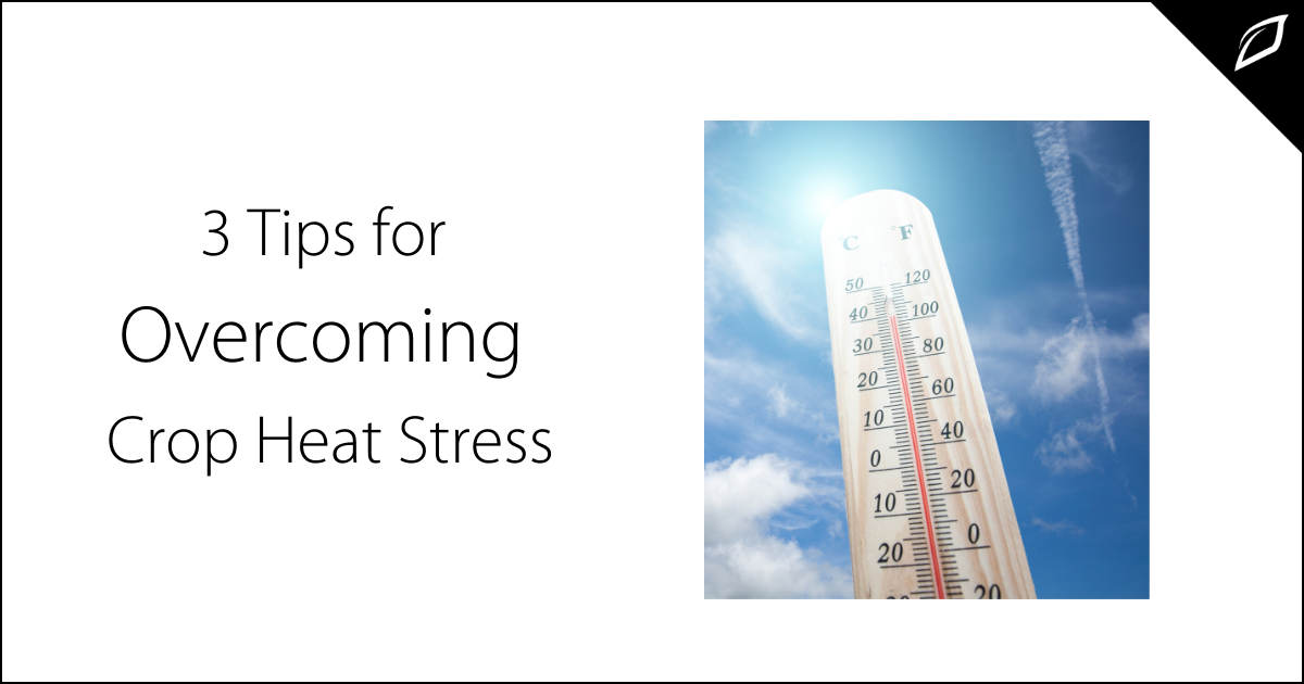 3 Tips for Overcoming Crop Heat Stress | Plant Heat Stress | Growlink