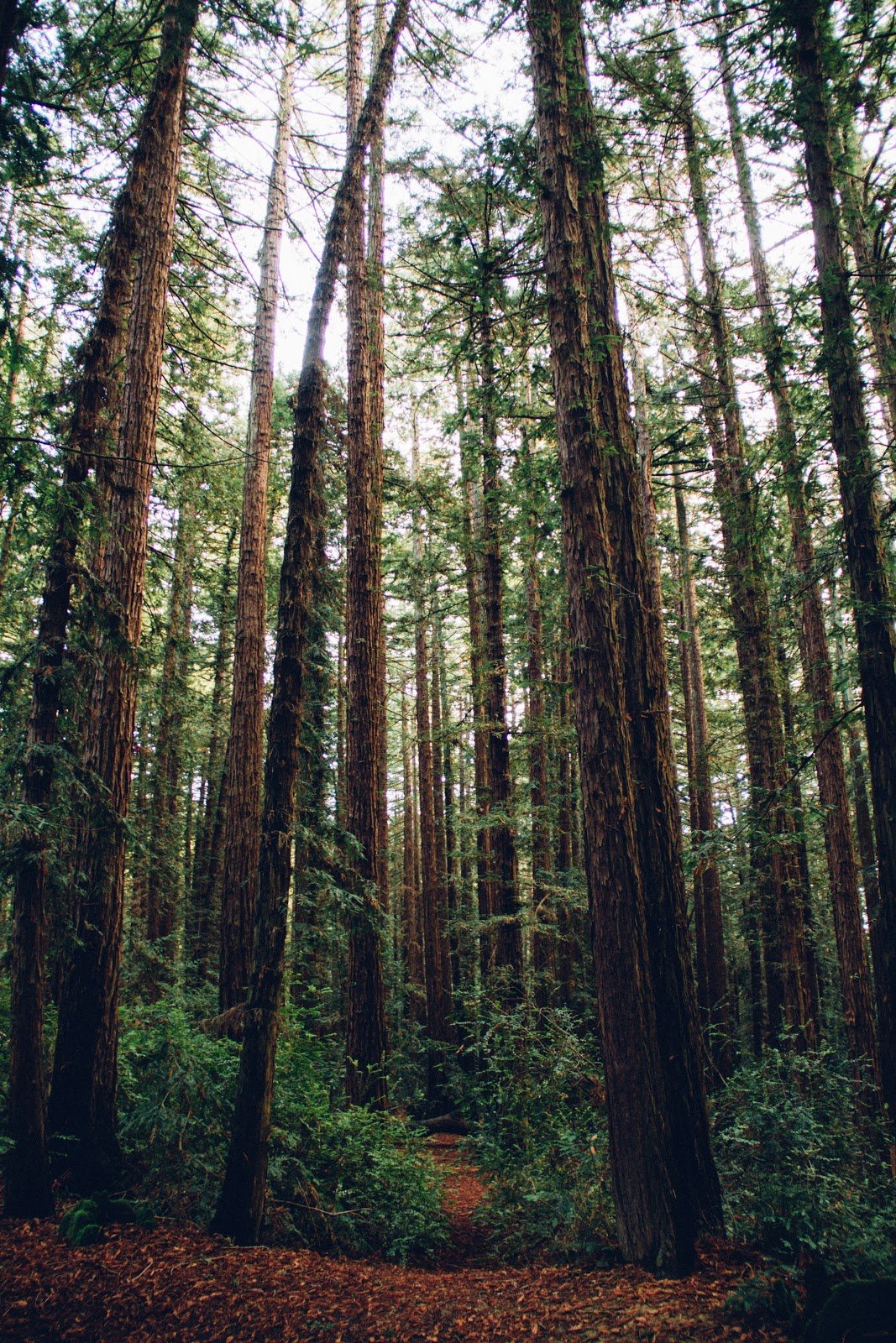 Tall California redwood trees