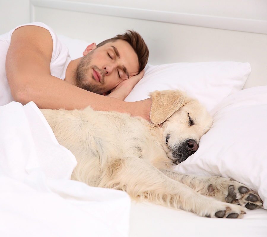 how to get my dog to sleep in his own bed