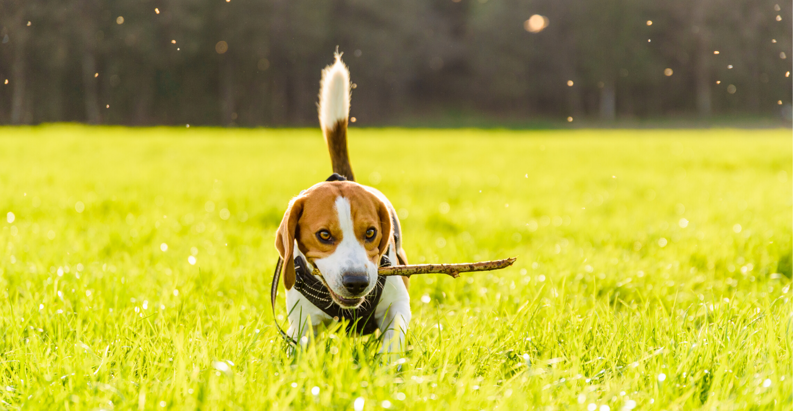 Tips To Keep Your Dog Active At Home And Outdoors