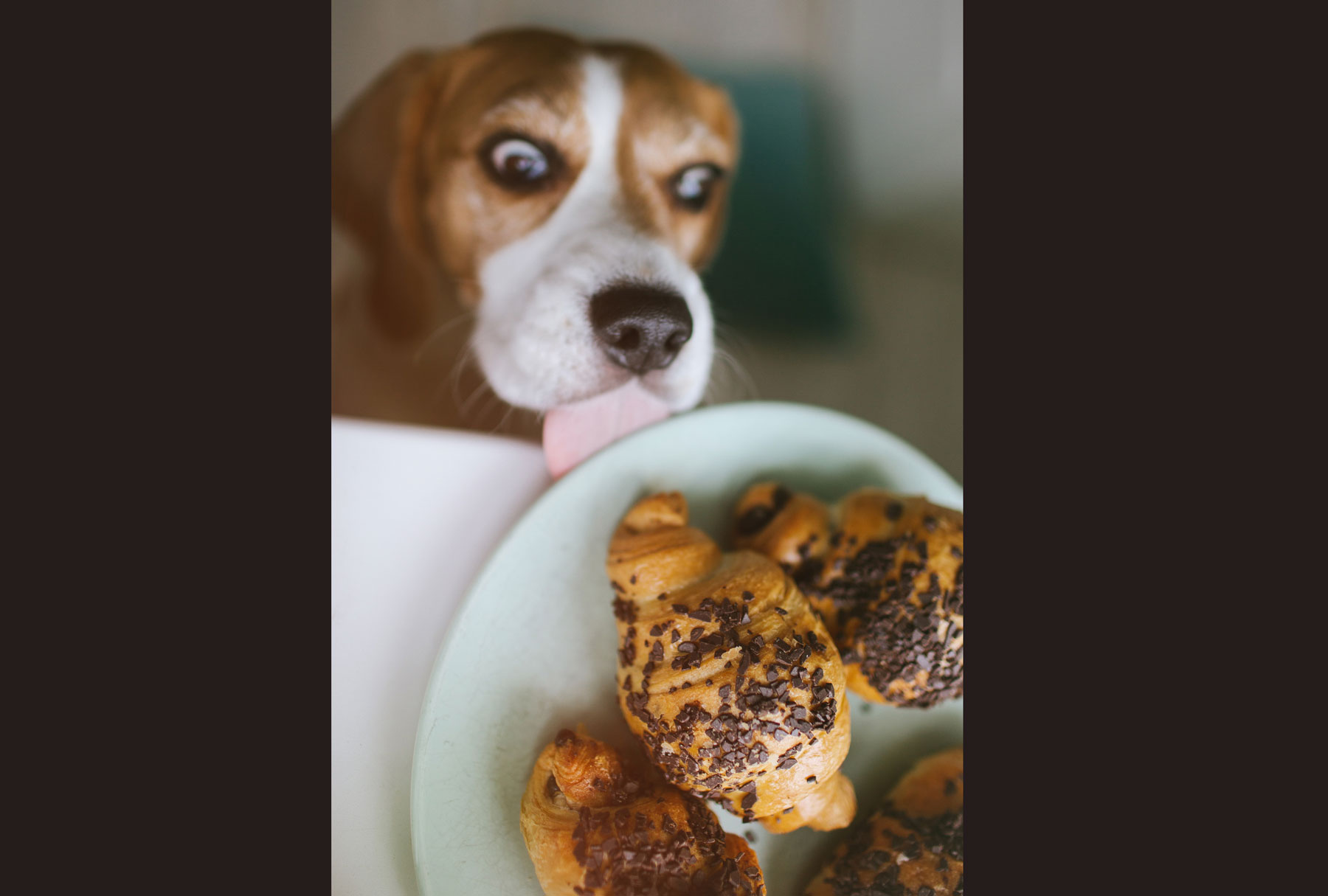 what happens if your dog eats chocolate