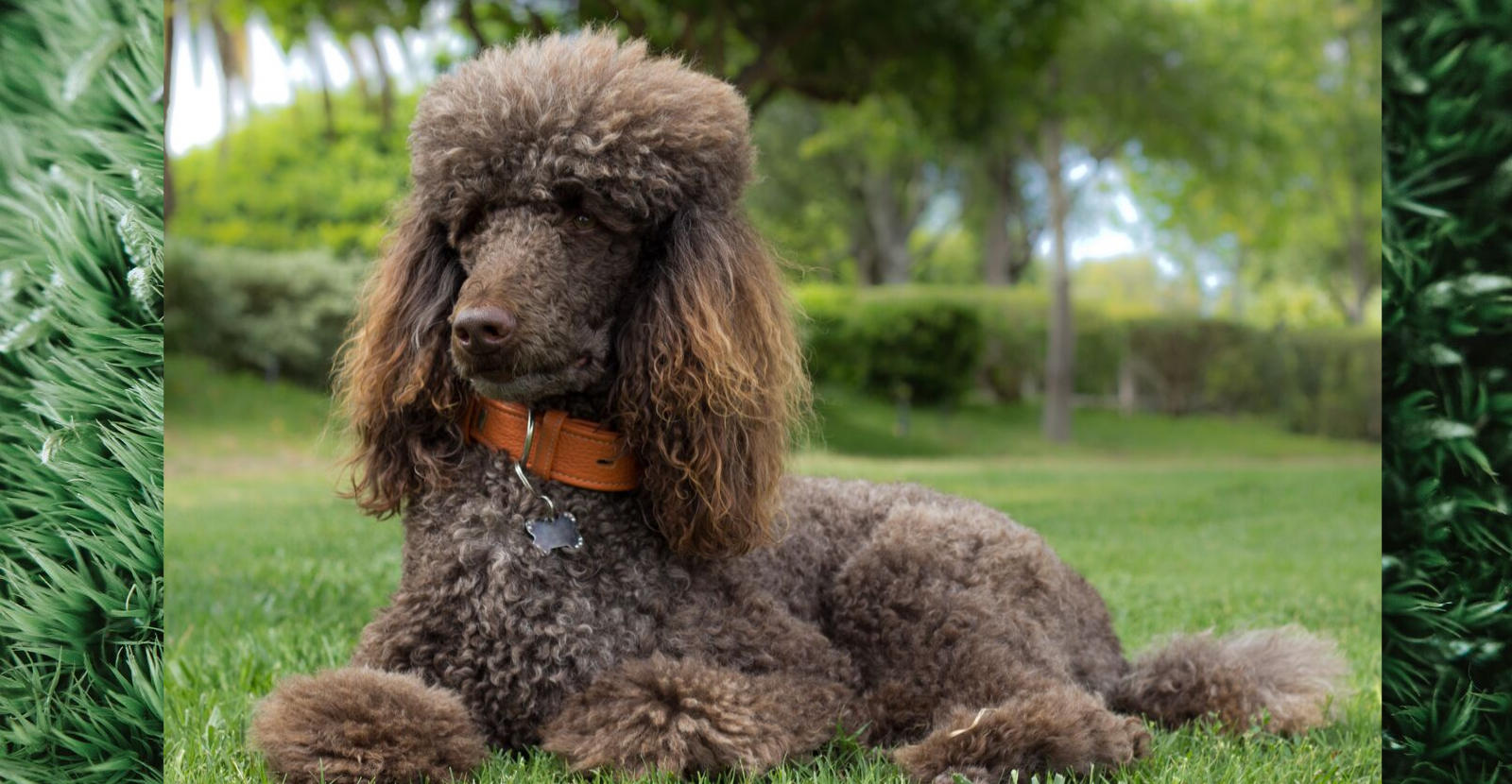 Oodles Of Poodles Proud Perceptive At Risk