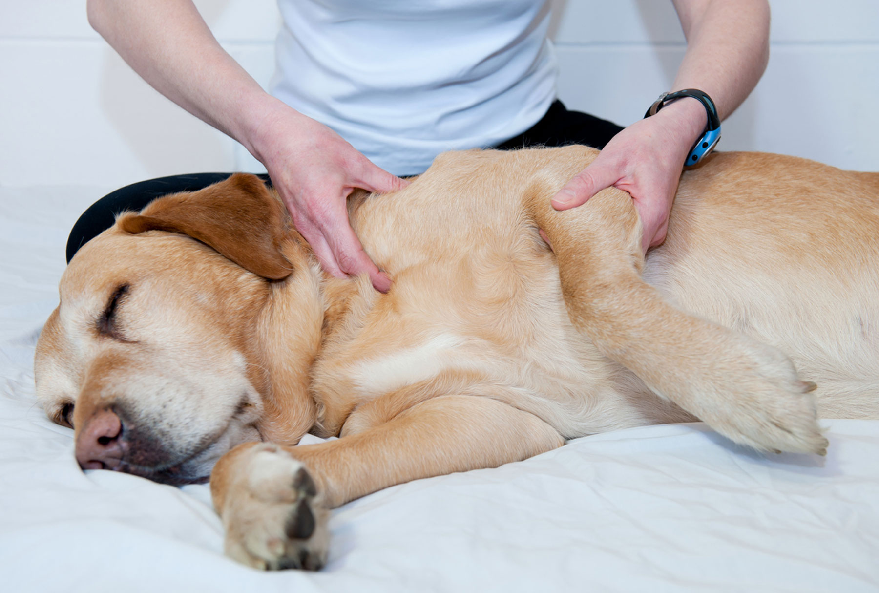 holistic treatment for dogs