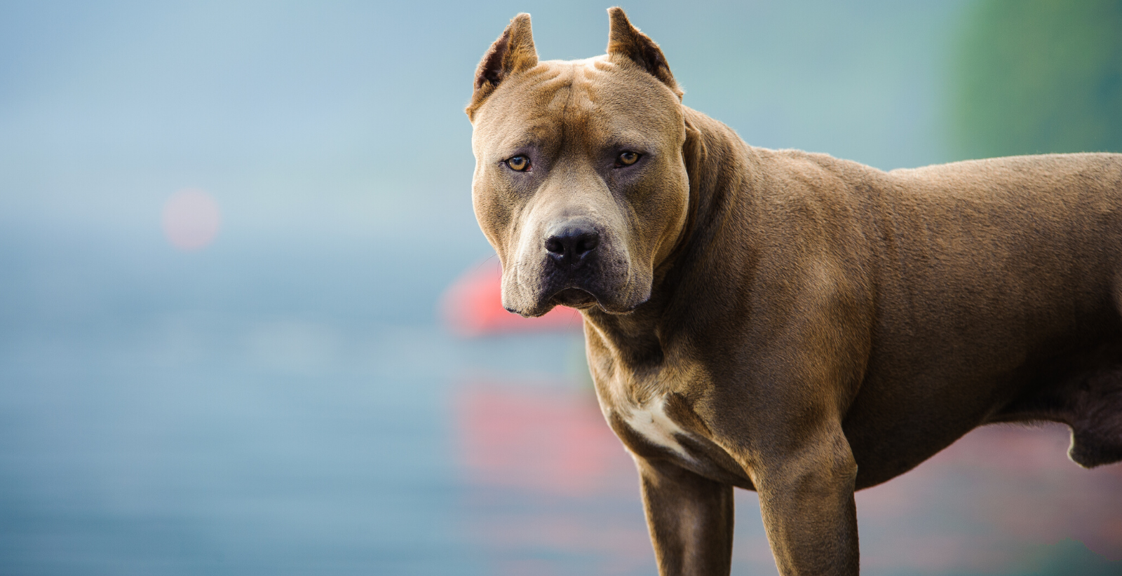What Are the Different Types of Pit Bulls?