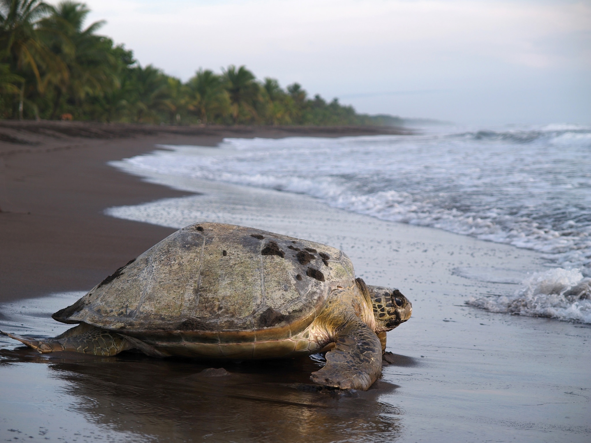 Costa Rica Freiwilligenarbeit - Schildkröten helfen