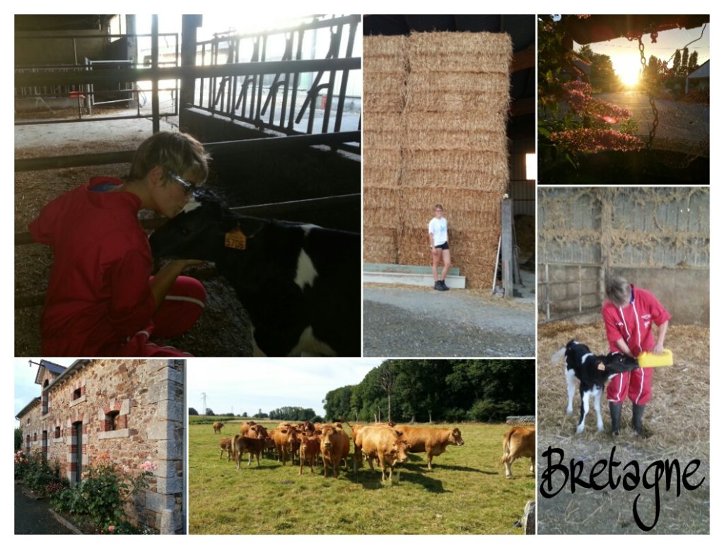 Farmstay Bretagne: Jeder Tag ein neues Abenteuer