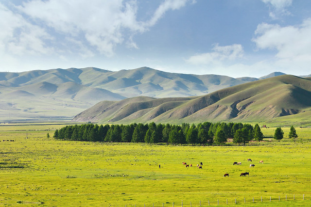Kaschmir aus der Mongolei: Ein ganz besonderes Souvenir