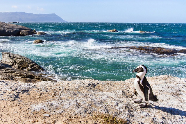 Sprachreise-Kapstadt-Pinguine