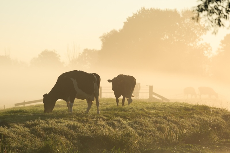 Trouble with the dairy farming industry is one example of a factor that can affect cashflow.
