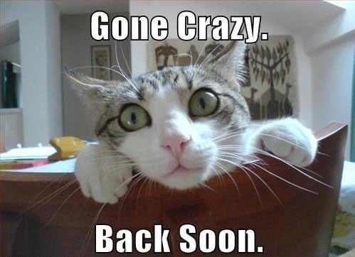 Fun Friday – Angry Cat Memes!