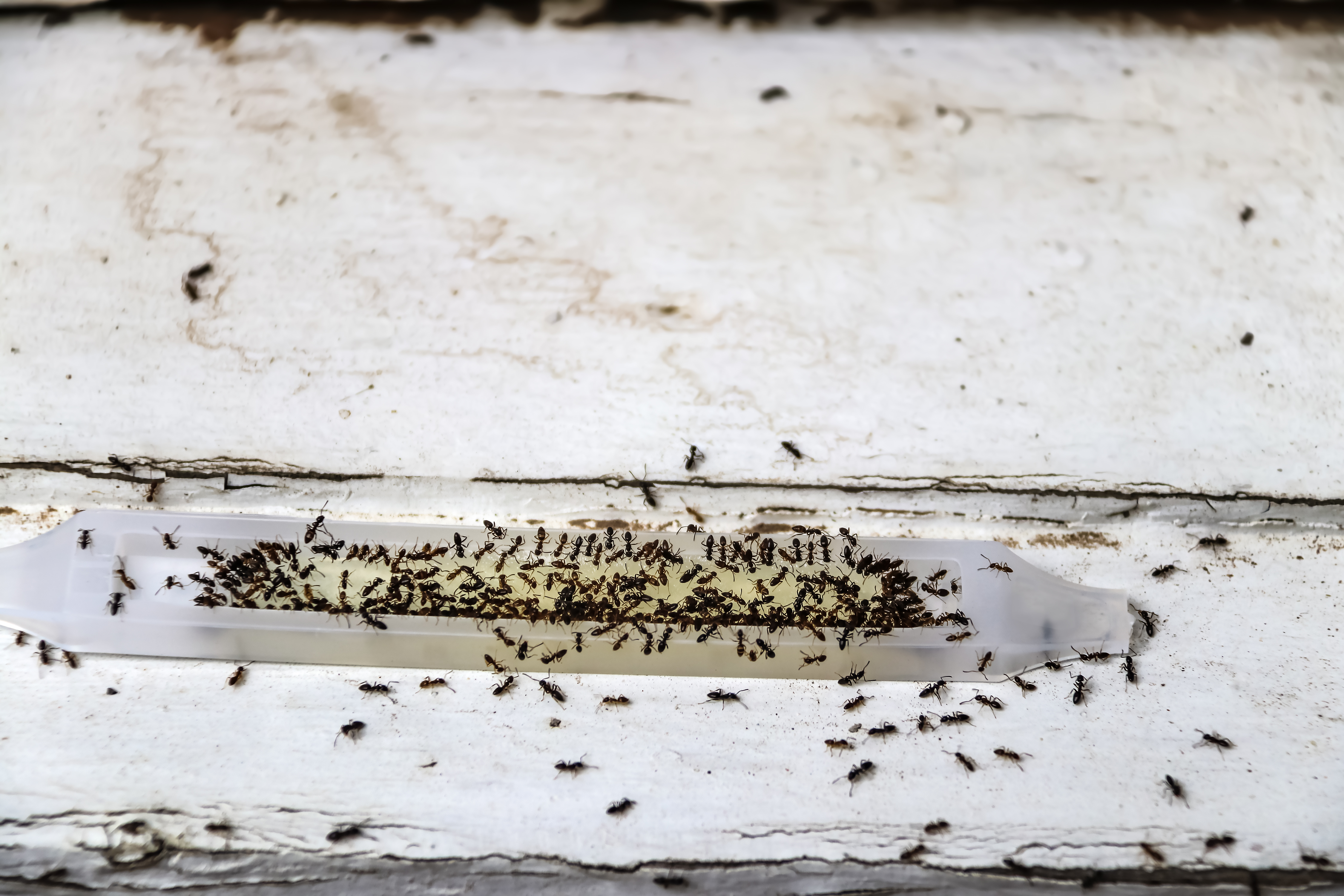 24 Ways On How To Get Rid of Ants Naturally
