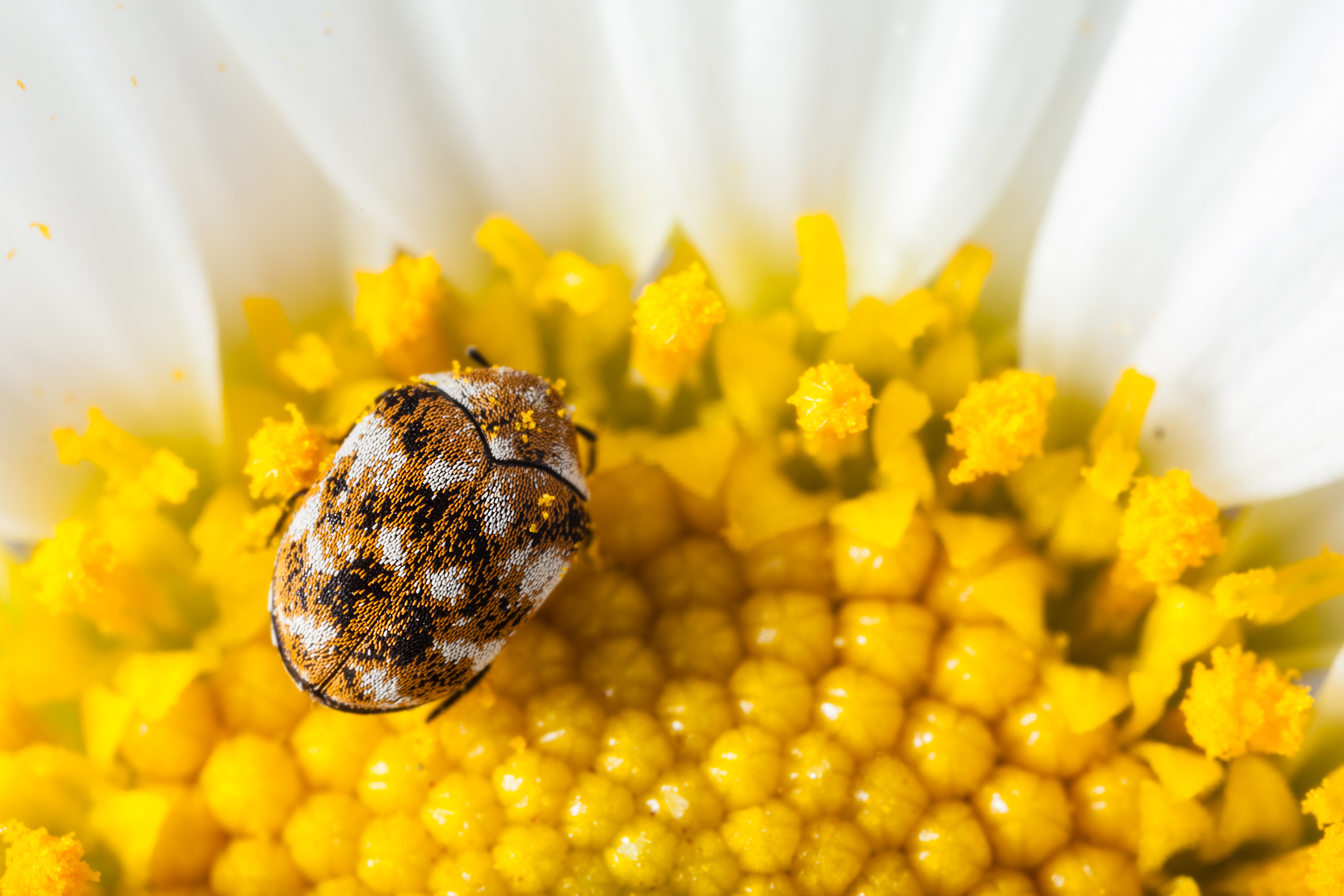 What You Need To Know About Carpet Beetles