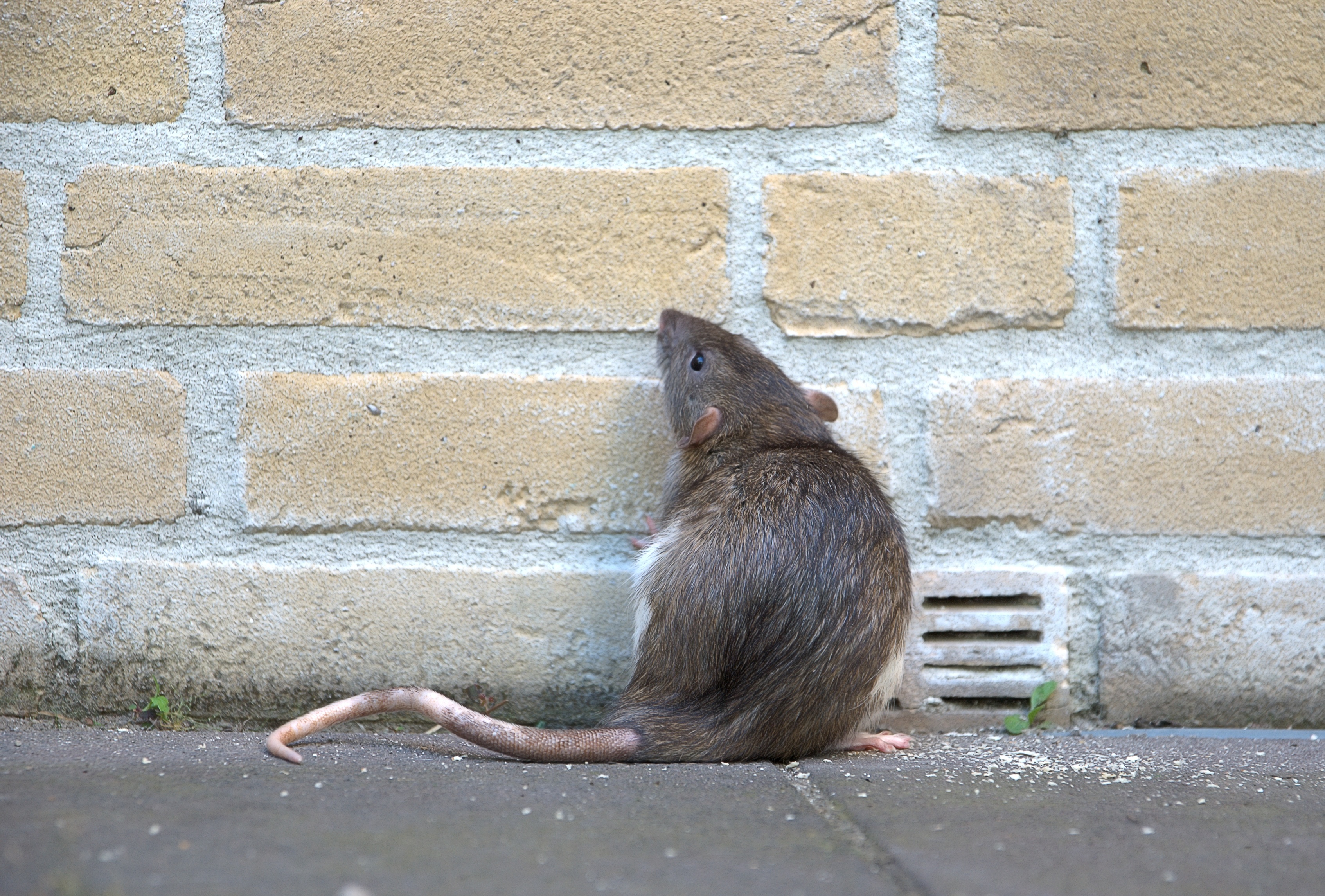 Do Ultrasonic Pest Repellers Work to Control Rats?