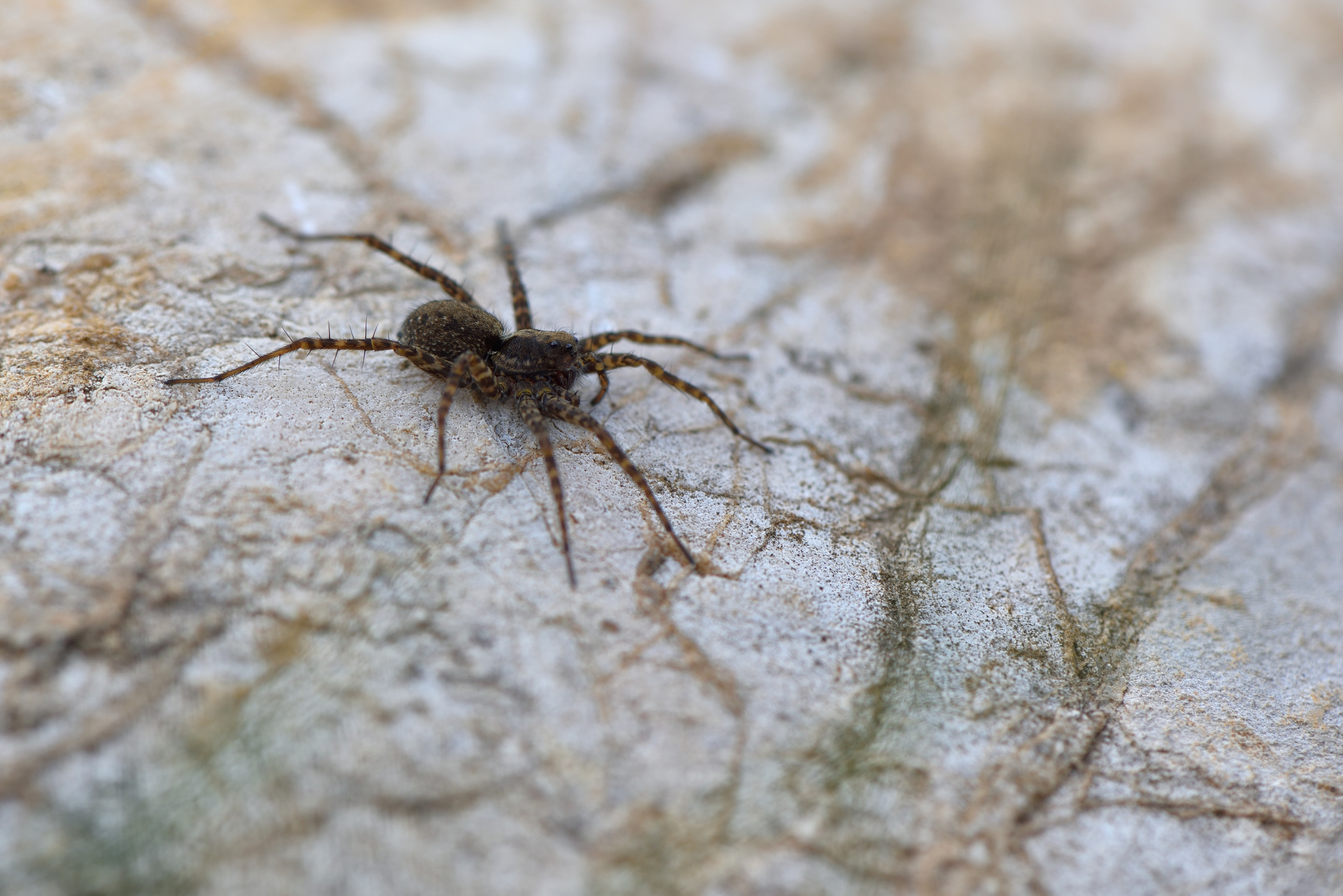 Wolf spiders: Behavior, bites and other facts