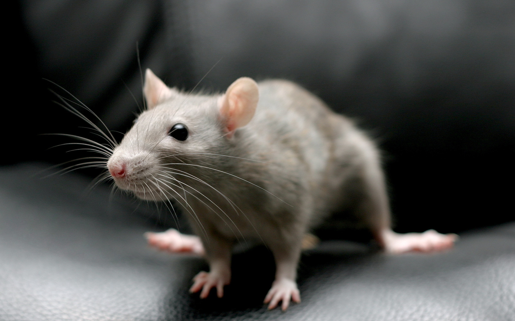 10 Easy Tips for Preventing Mice and Rats