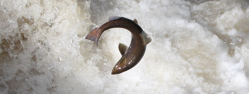 salmon-mossy