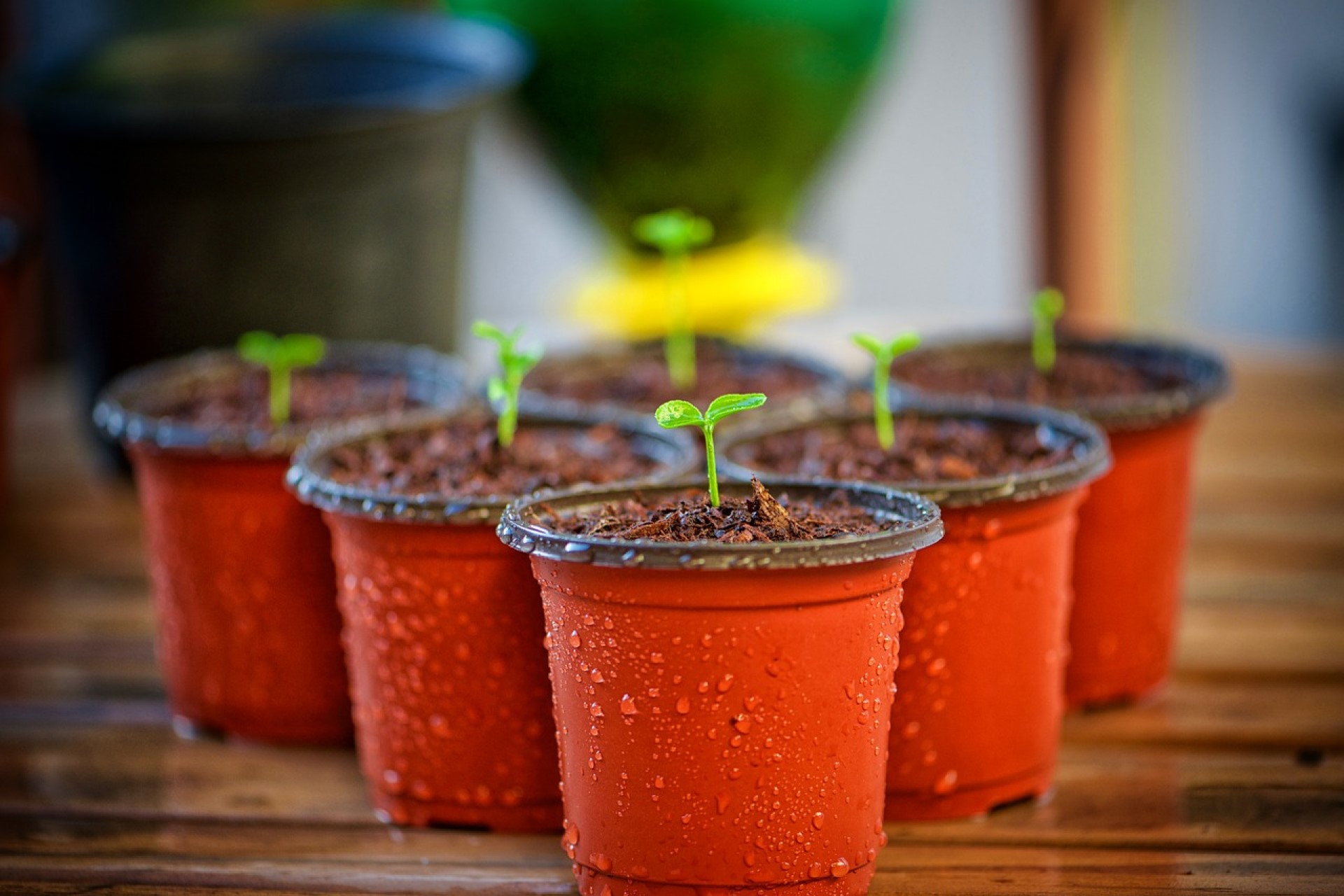 Recycle Plastic Cups Into Plants