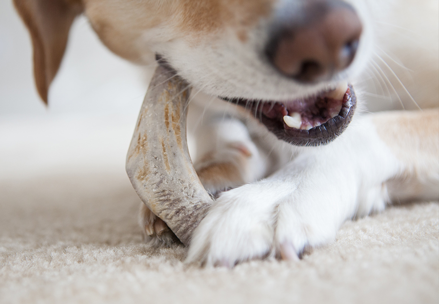 best dog chews for puppies
