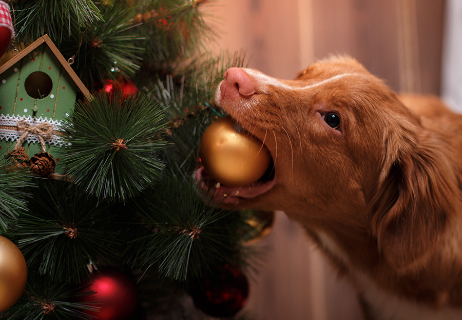 10 Tips for Keeping Your Dog Away From Your Christmas Tree