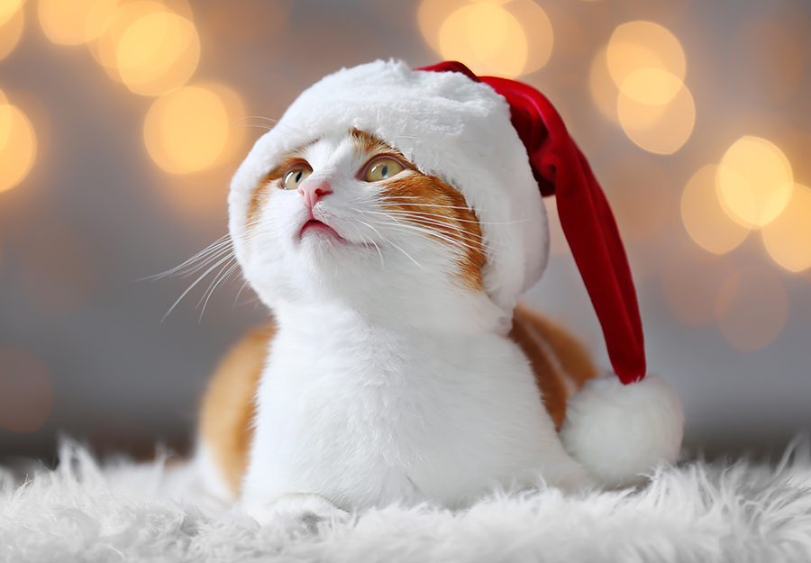 15 Best Gifts for Cat Lovers