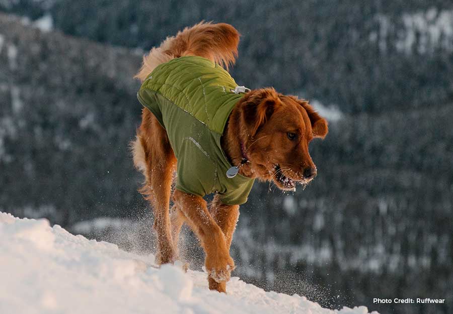 Does My Dog Need A Coat? The Top Dog Coat FAQs